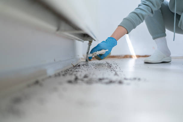 Wasp Removal Services in Lockport Heights, LA